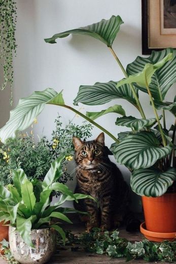 um gato e plantas 