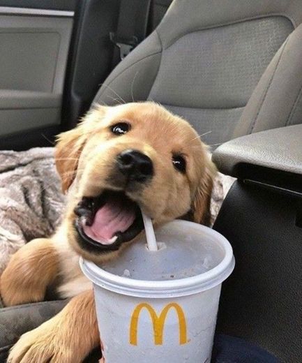 Dog com fast food 