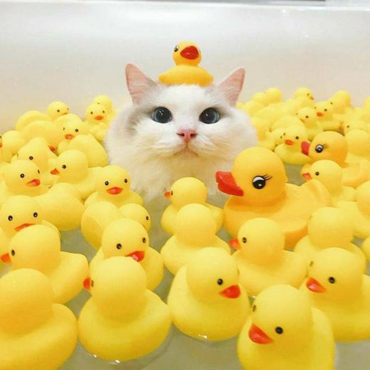 gatinho com patitos