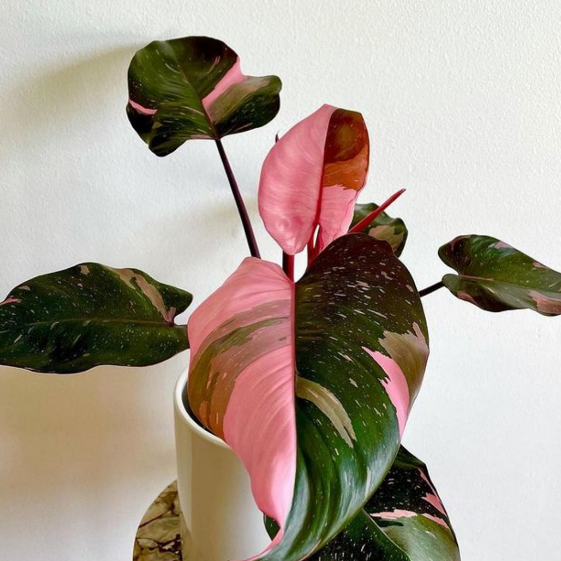 Fashion Philodendron Pink Princess // PLNTS.com