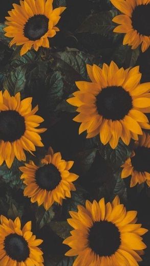 Wallpaper Sunflower