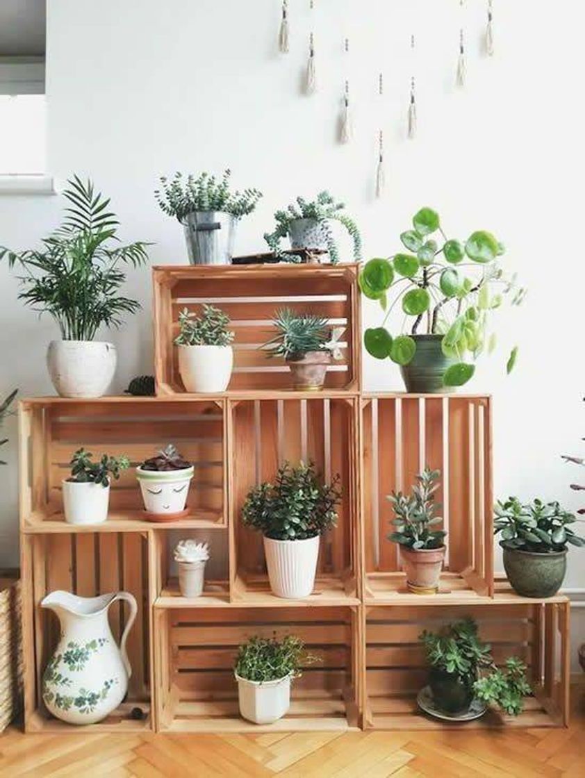 Moda Decoração com plantas🌱