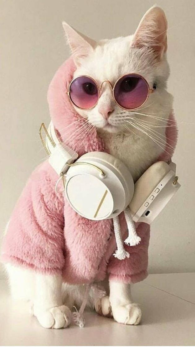 Fashion Animals