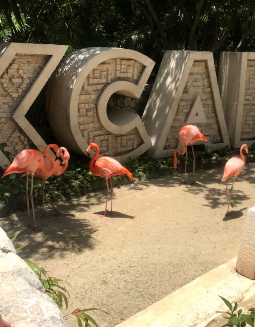 Place XCARET