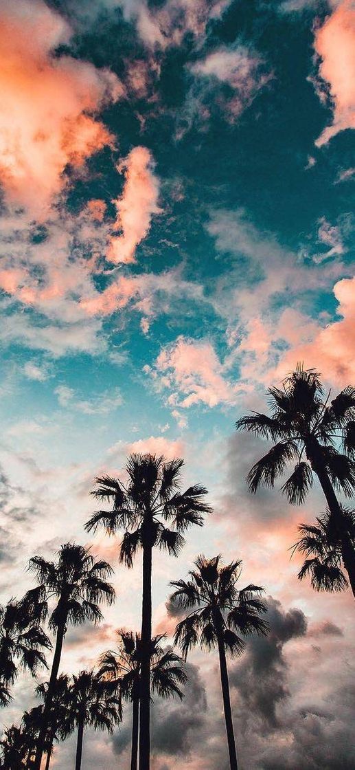 Moda Wallpaper 🌴