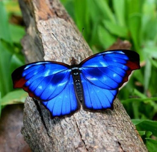 Borboleta Azul