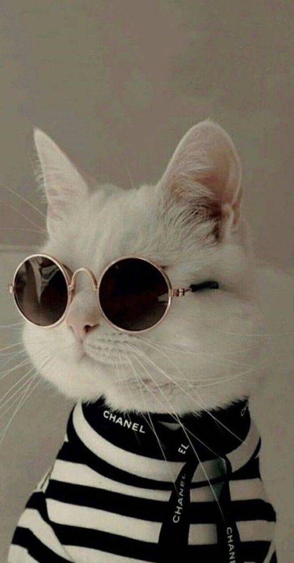 Fashion Gatito