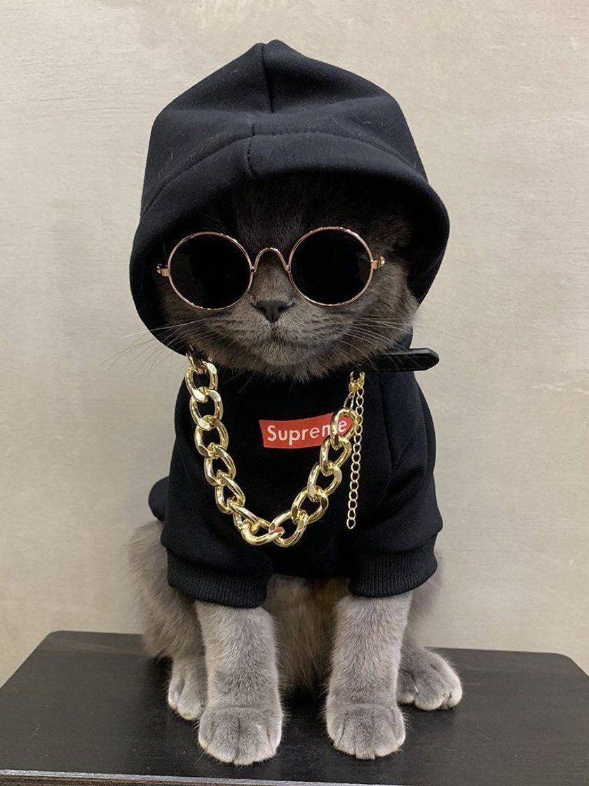 Fashion Gatito