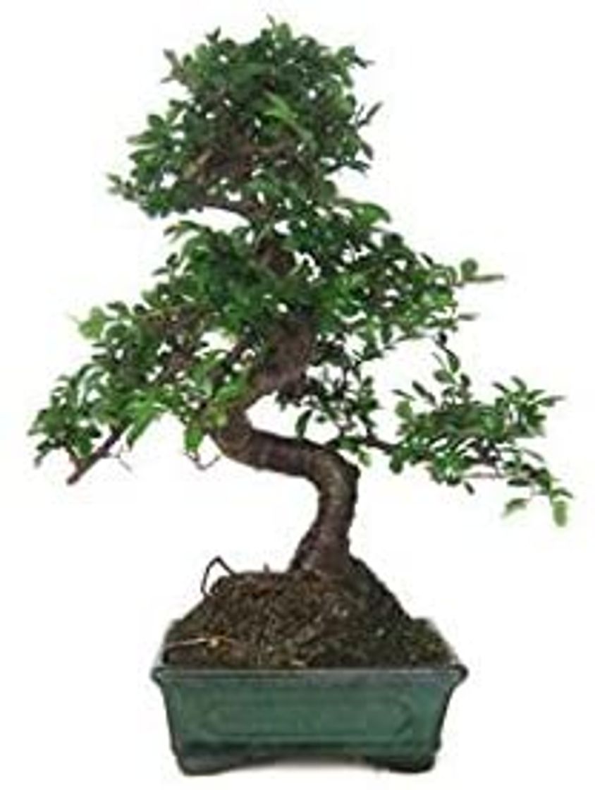 Producto Bonsai - Olmo chino, 6 Años