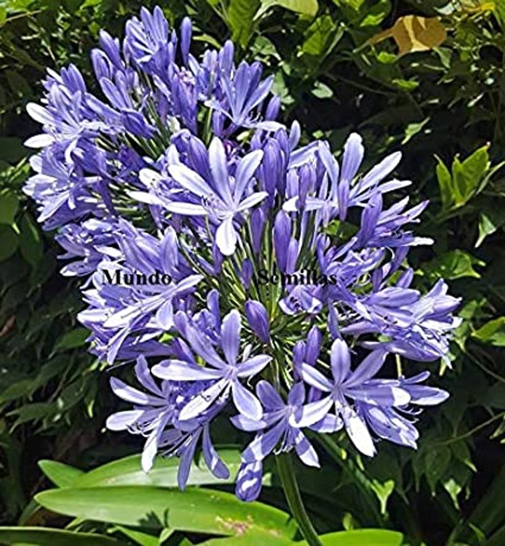 Products Agapanthus - Maceta 17cm. - Altura aprox. 40cm. - Planta viva -