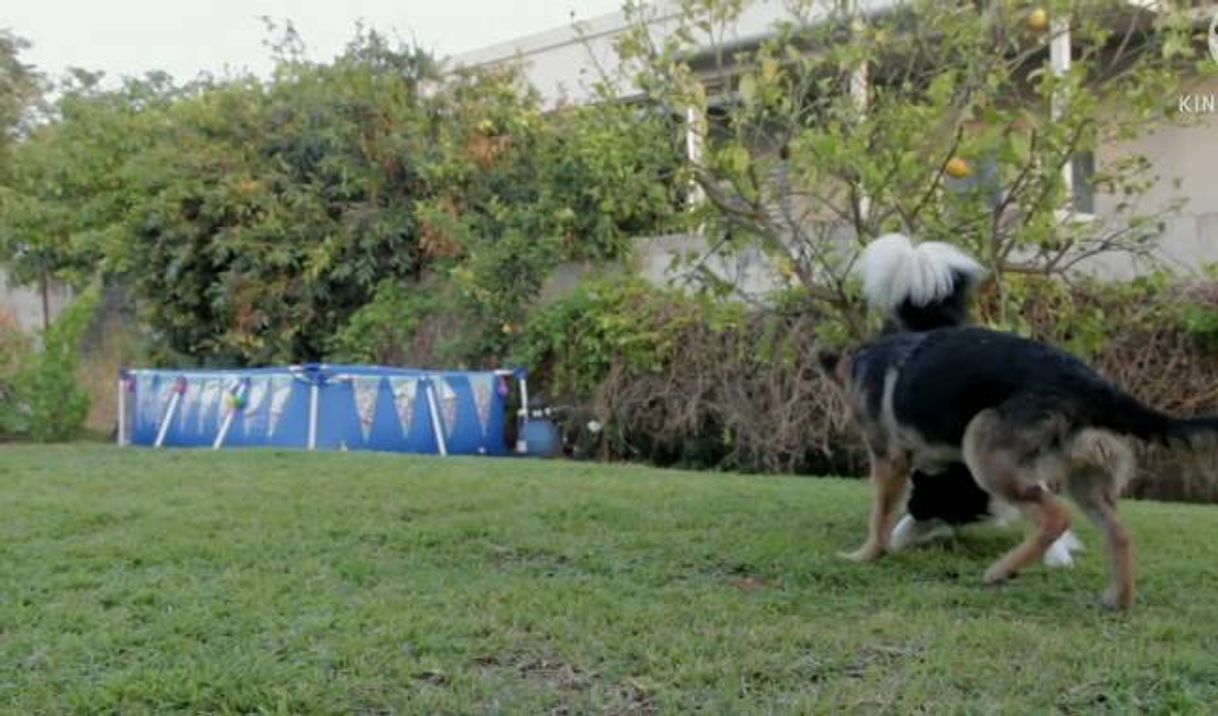 Moda Como da os primeiros socorros ao seu amigos de quatro patas.