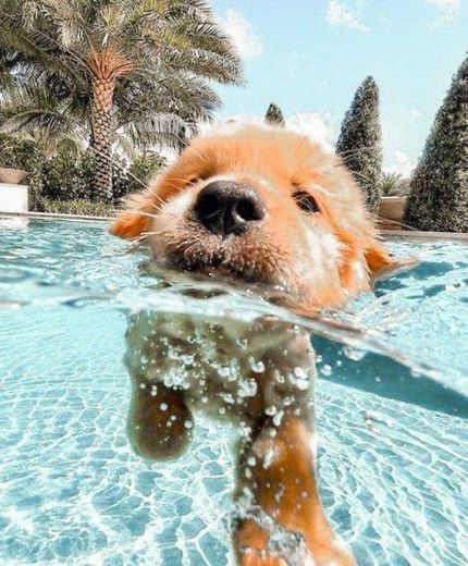 Cachorrinho na piscina