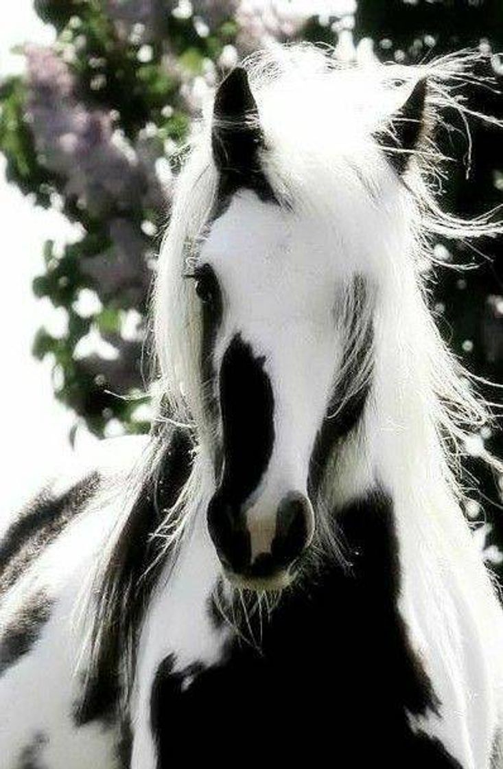 Social 🖤🤍🐴