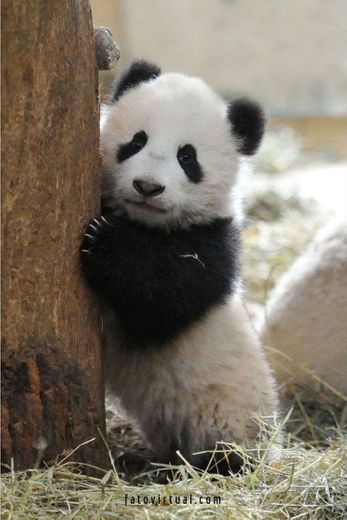 Panda filhote