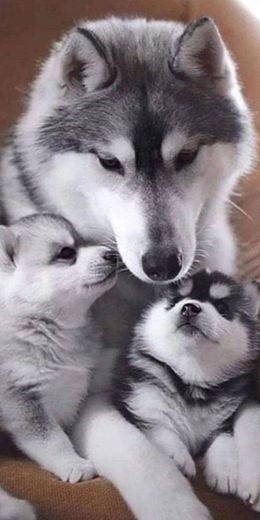 Family wolf