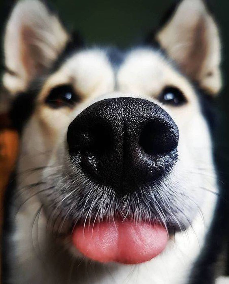 Social Cachorro 🐶