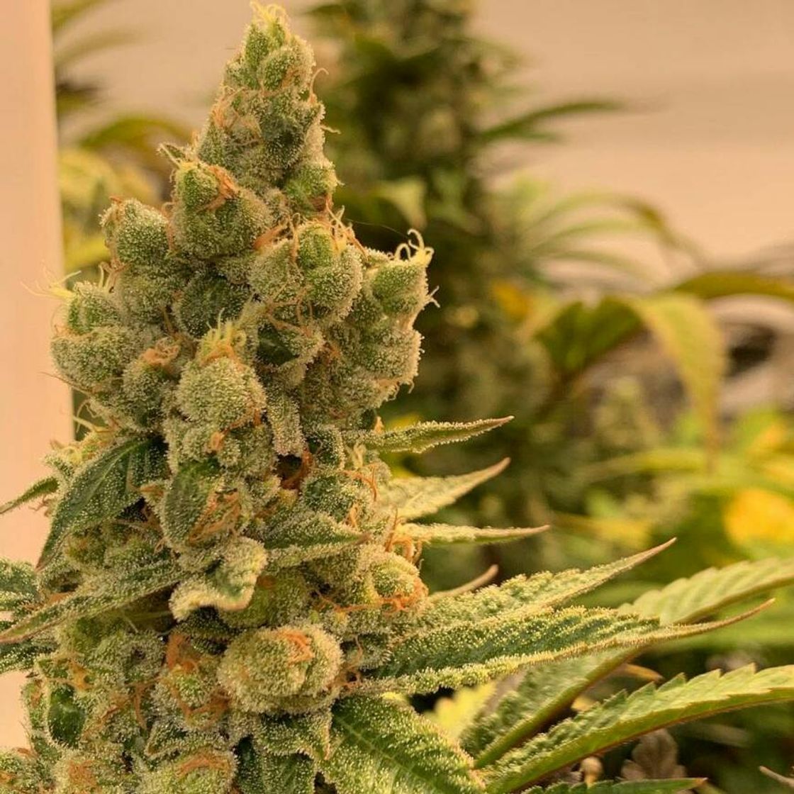 Vovó Maconha