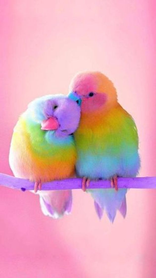 Social Piriquitos 🌈