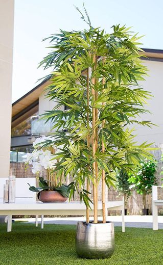 Maia Shop 1137 Bambú Cañas Naturales, Elaborados con los Mejores Materiales, Ideal
