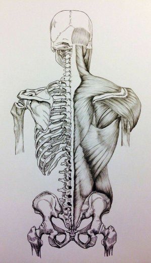 Sistema ósseo vs muscular