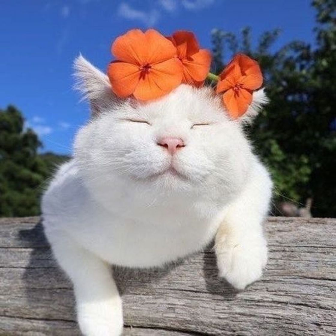 Moda Gatinho🧡