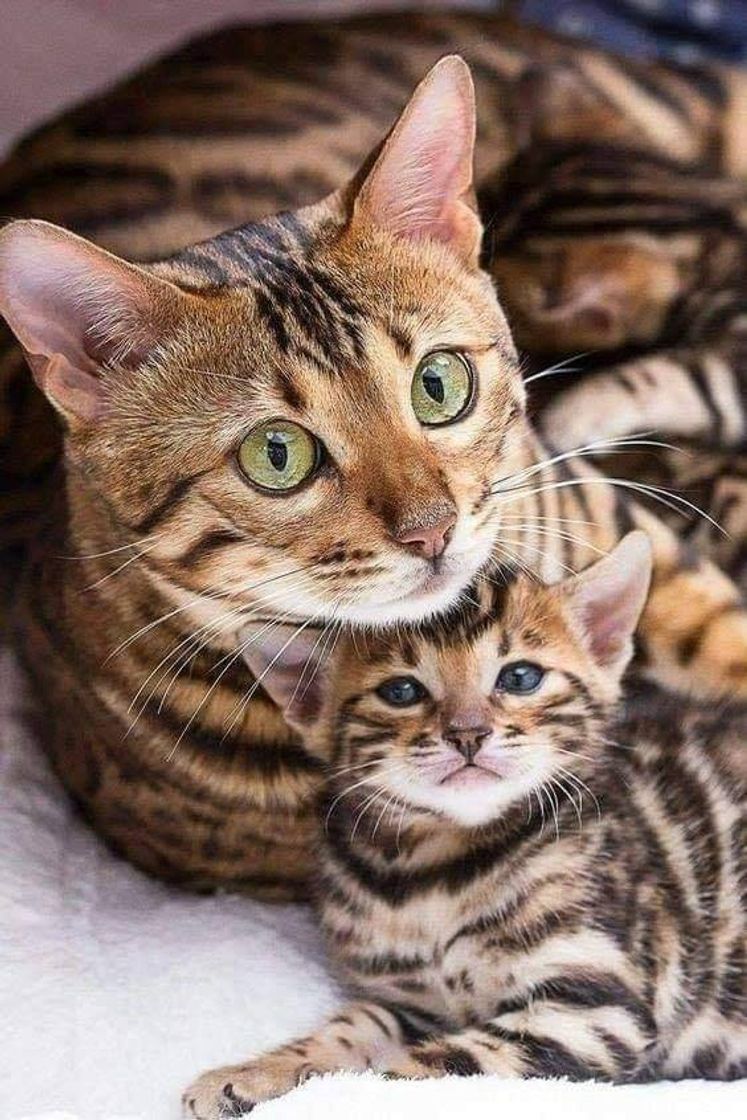 Moda Amor de Mãe 🐈💞