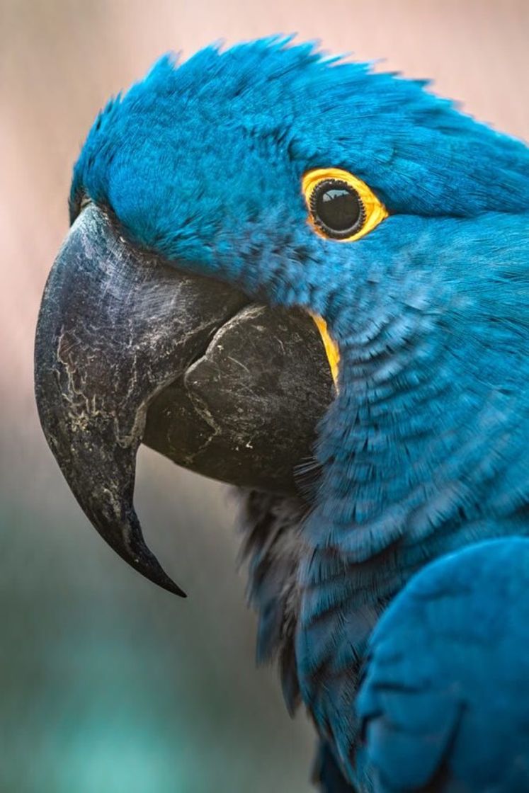 Social Arara Azul