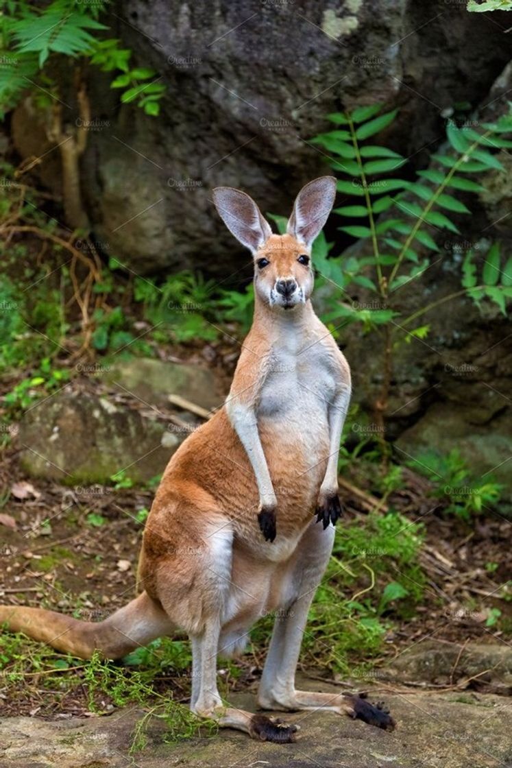 Fashion Cangurú🦘