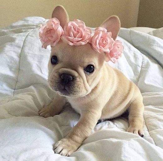 Cachorrinho fofo com coroa de flores 💐👑