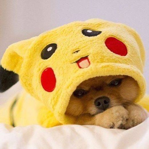 Cachorrinho de pikachu