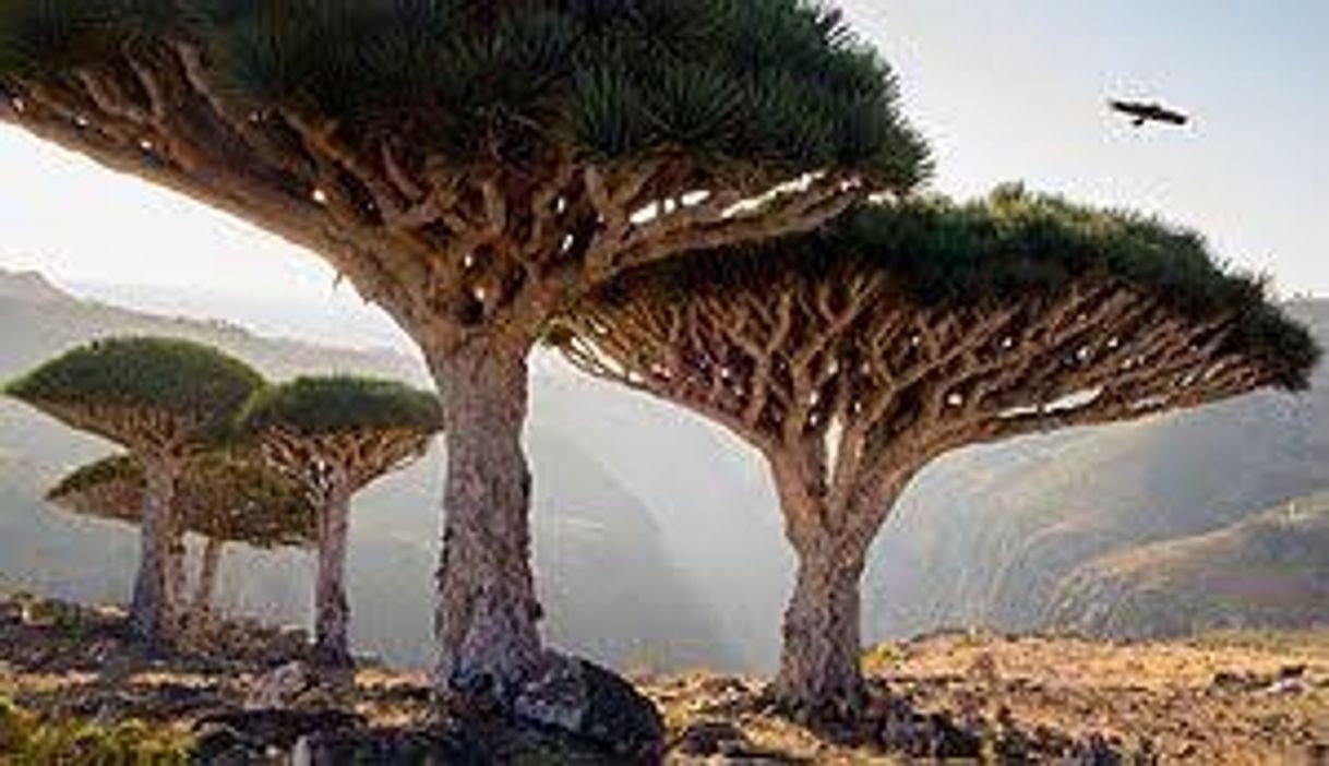 Lugar Socotra