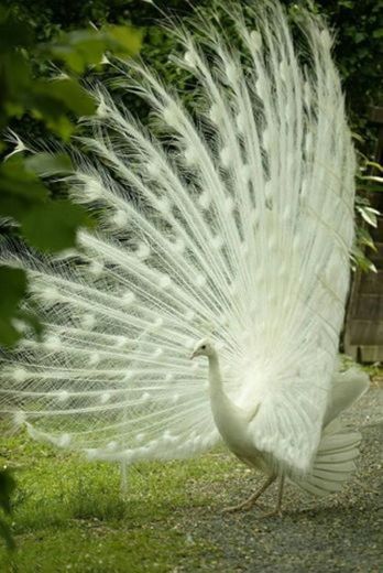 Pavão albino

