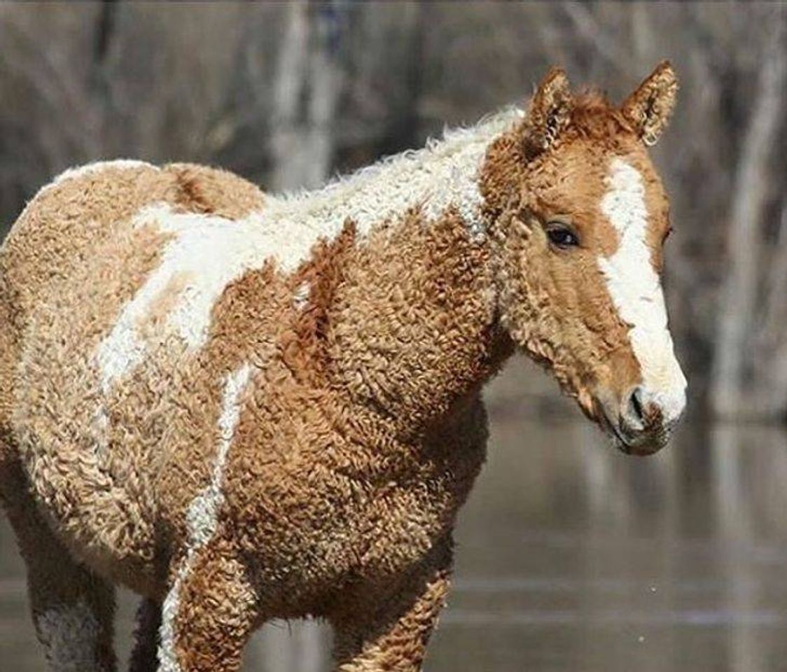 Fashion Cavalo cacheado