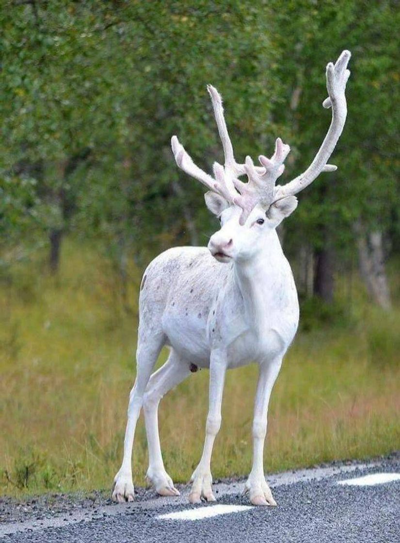 Moda Cervo albino