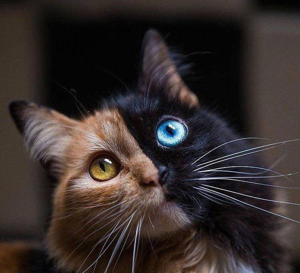 Social Gato