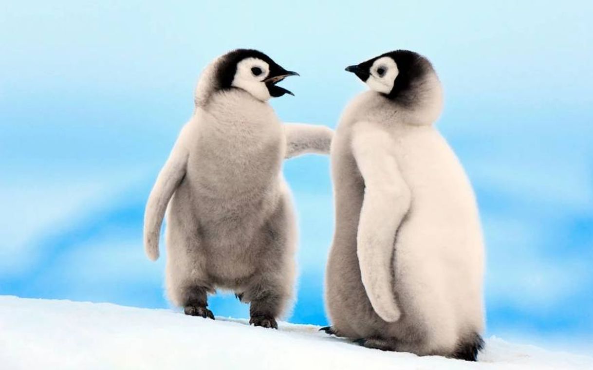 Social Pinguins