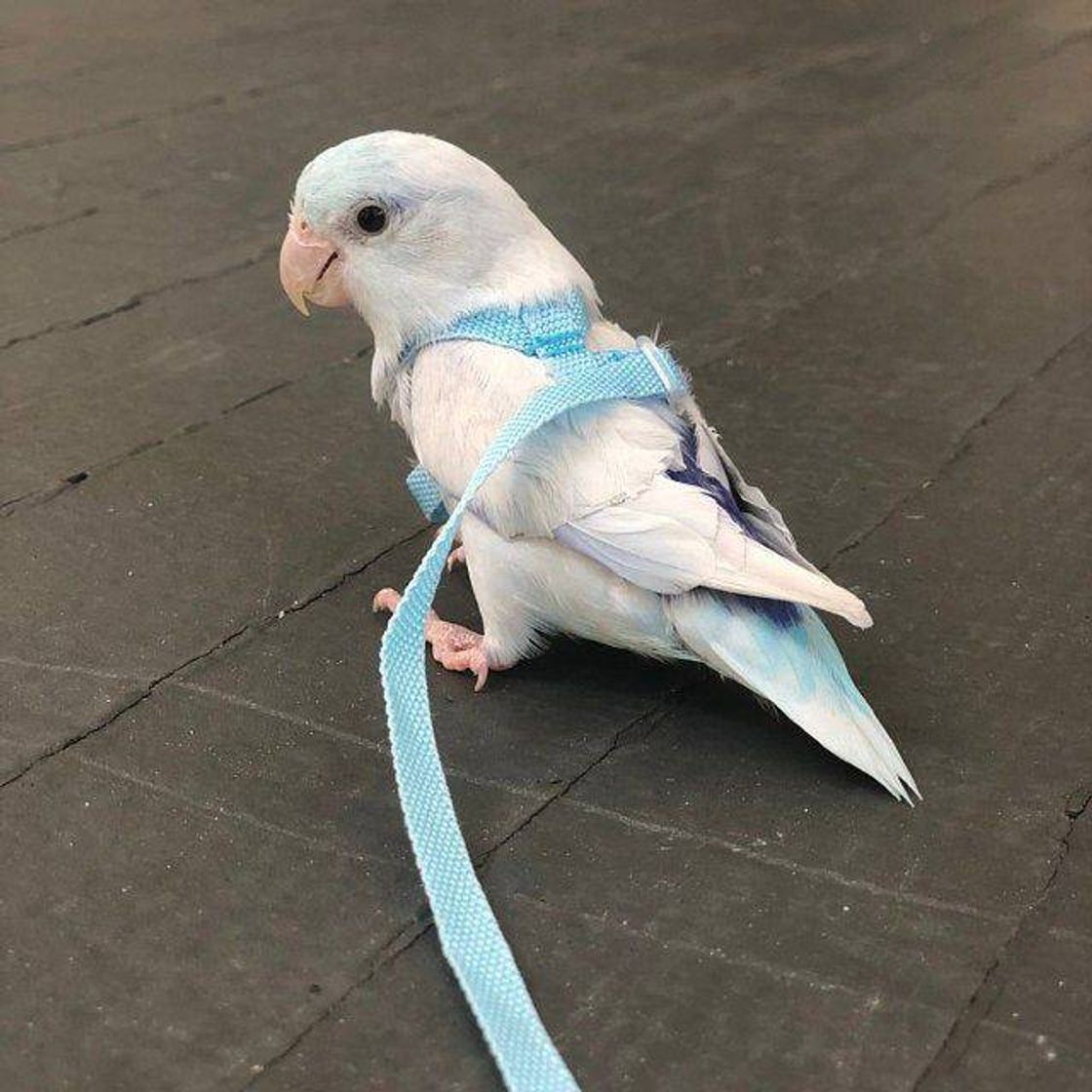 Fashion 𝐩𝐞𝐭𝐬 🐦🥺

