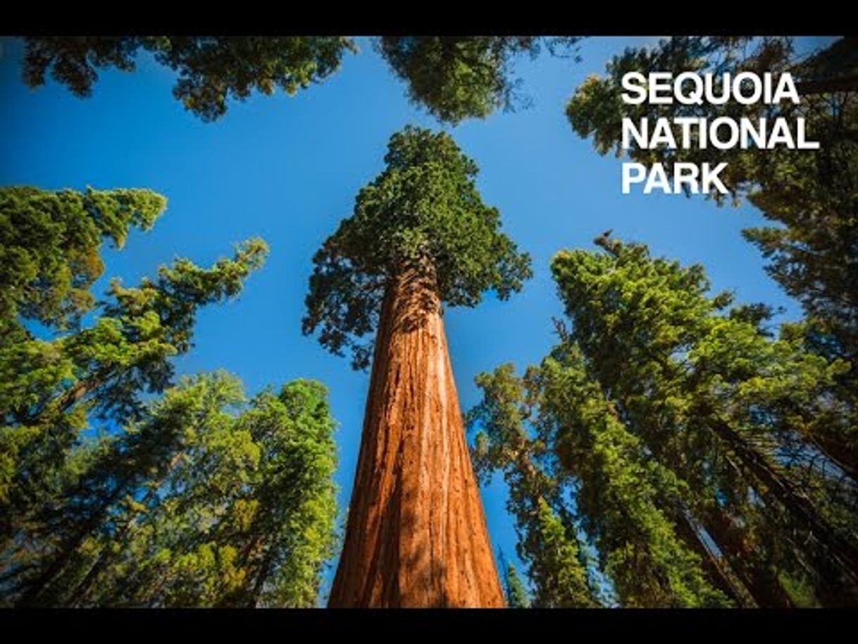 Lugar Sequoia National Park