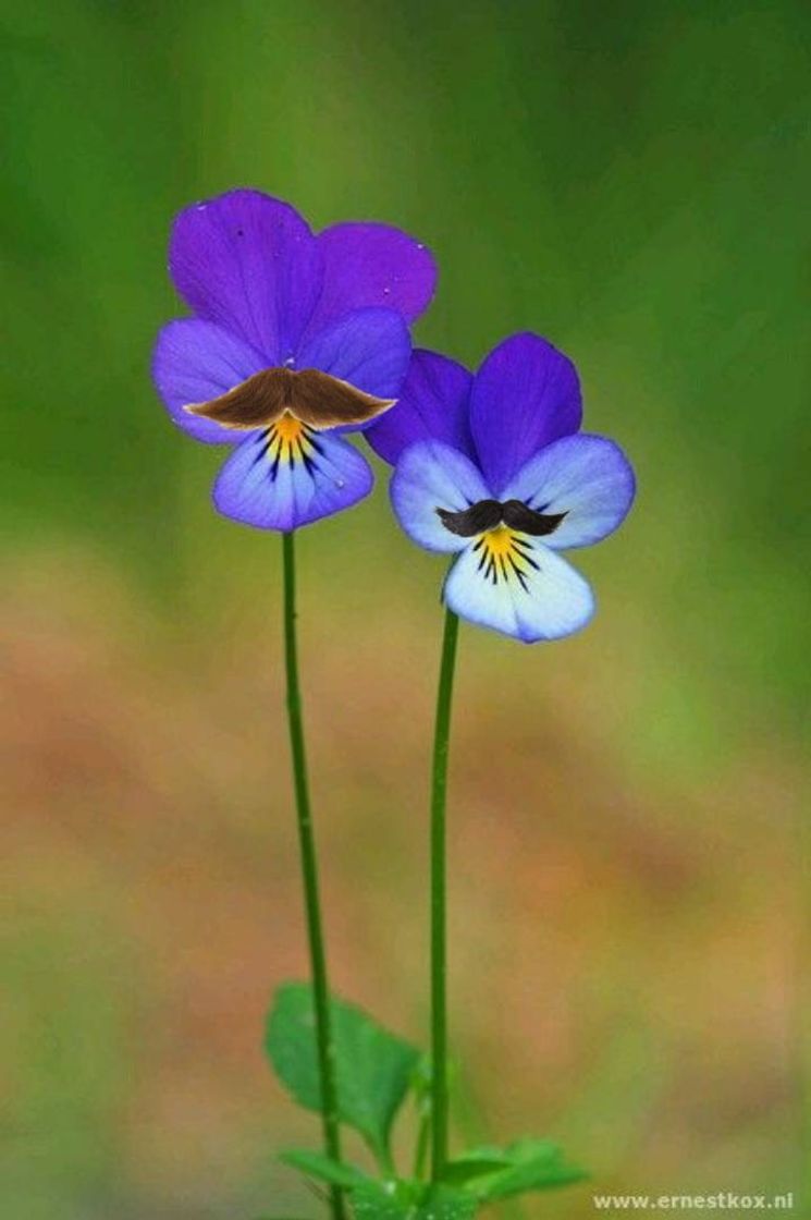 Moda Flor de bigode