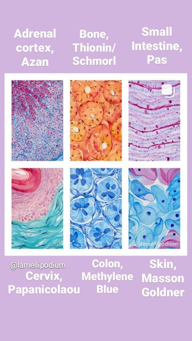 Moda Histologia Biomedicina Aquarela