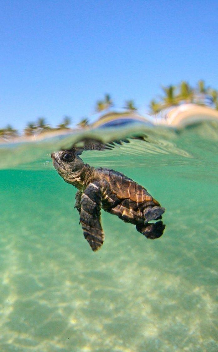 Social Walppapers animais