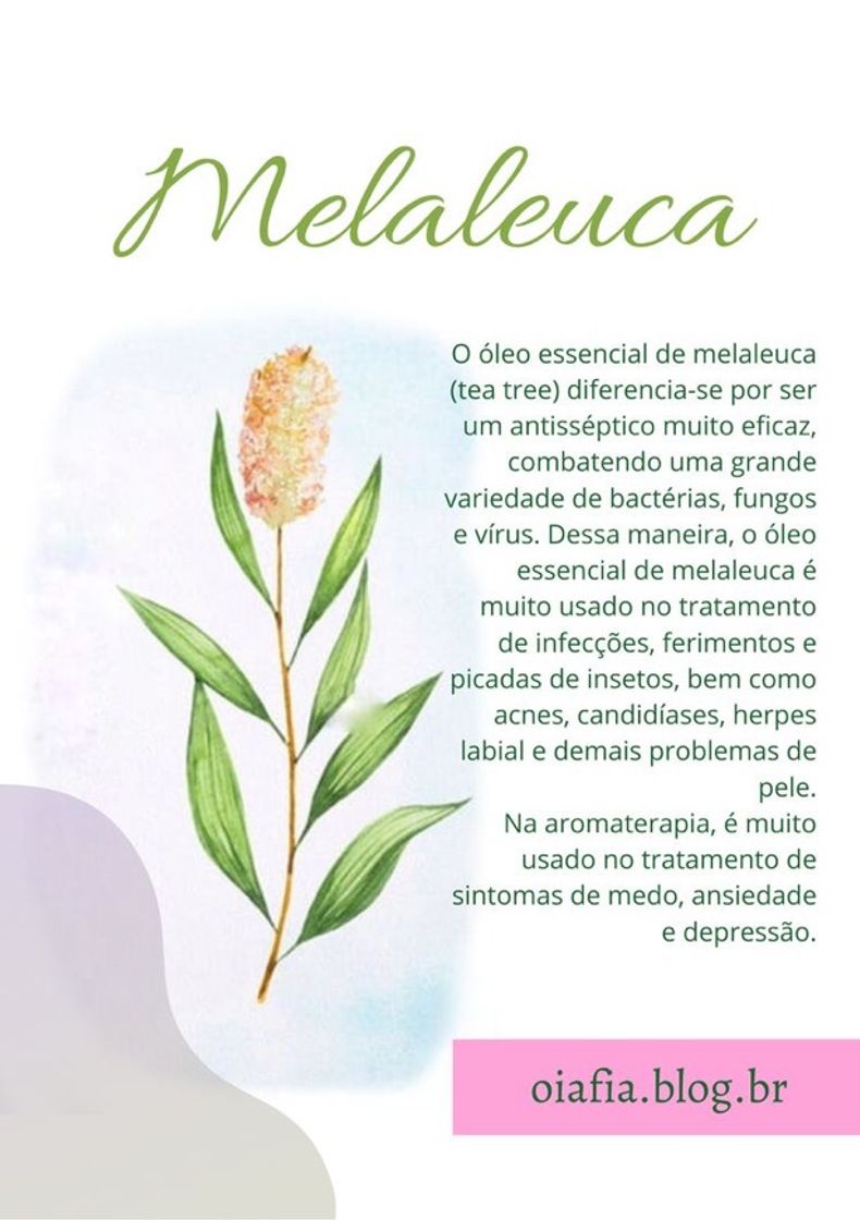 Moda Óleo essencial de malaleuca💕