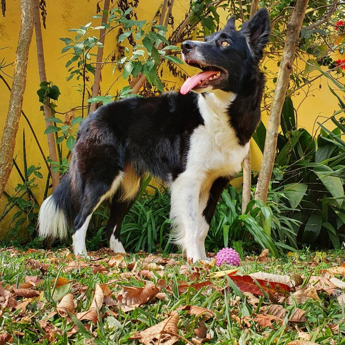 Fashion Border Collie