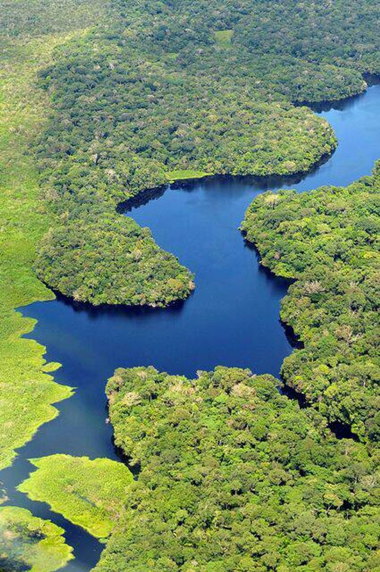 Fashion Floresta Amazônia