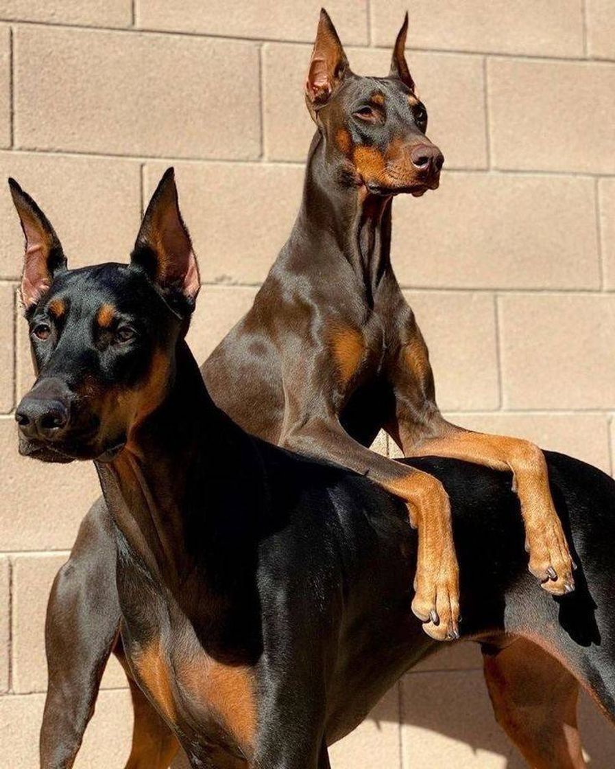 Fashion doberman dog