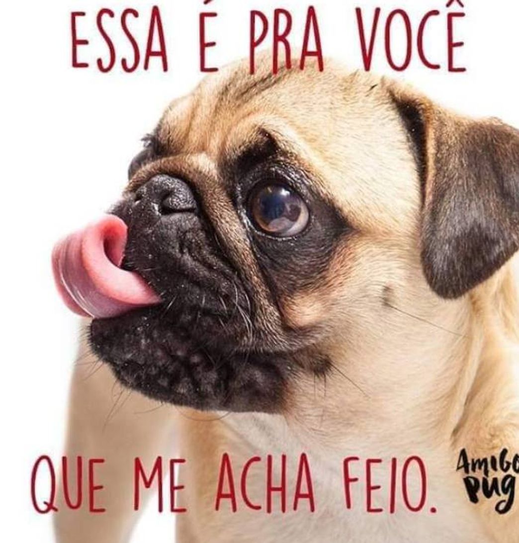 Moda #pug 