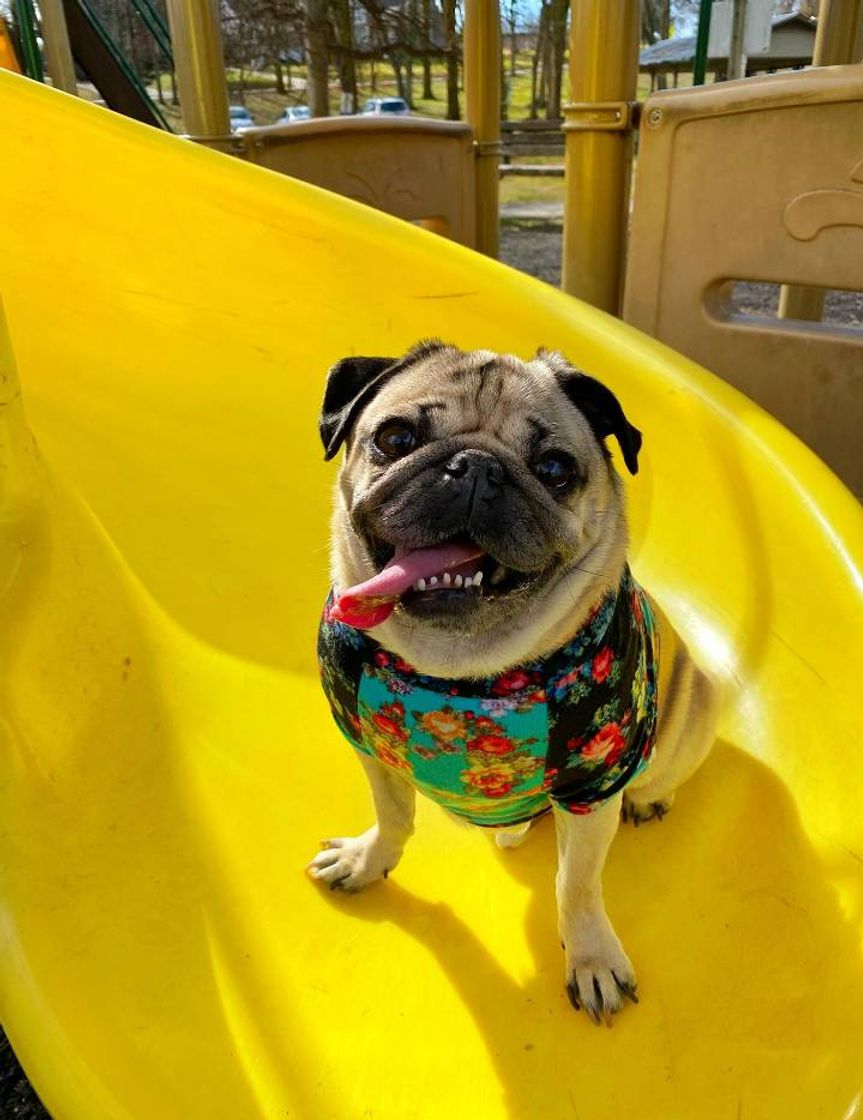 Moda #pug 