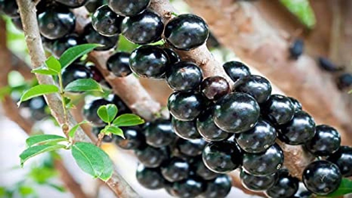 Moda Jabuticaba