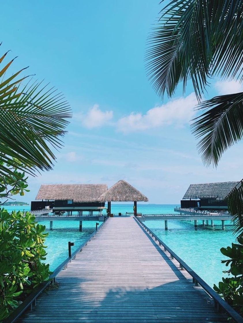 Social Ilhas maldivas 