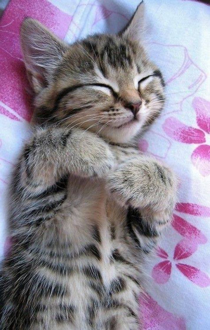 Social Animais ♥️